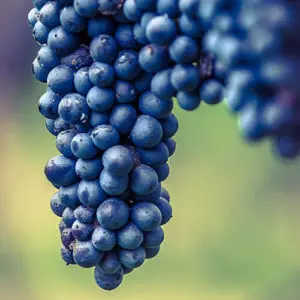 uva lambrusco uva lambrusco